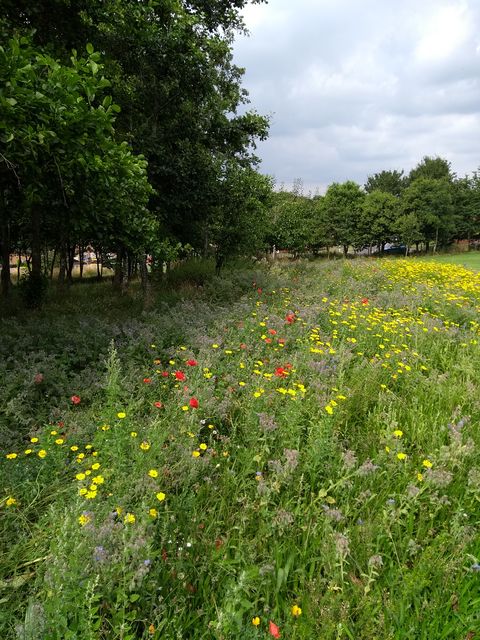 wildflowers