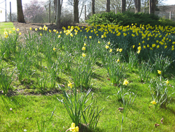 Daffodils in the Park